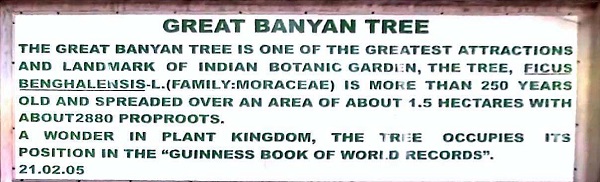 Banyan-Tree_world_record