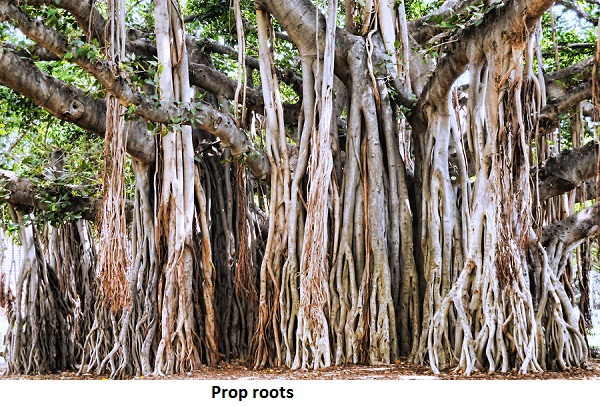 Banyan Tree prop roots