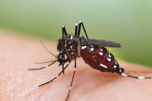 Miraculous Mosquito Hack