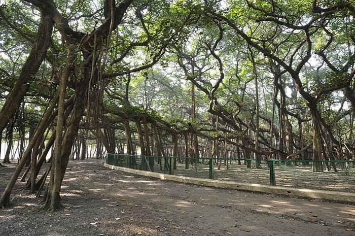 great banyan tree road
