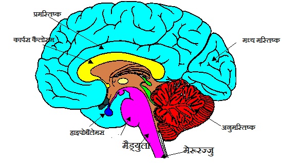 human_brain