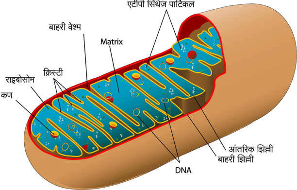 mitochondrion diagram